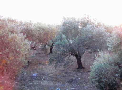 olivkovaya Rosha.jpg