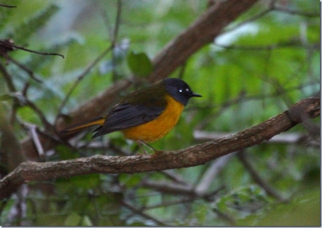 white-starred_robin