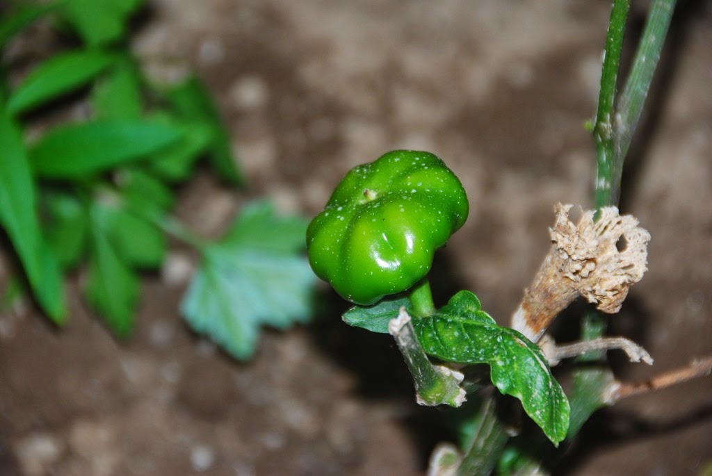 [DSC_0815%255B3%255D.jpg]