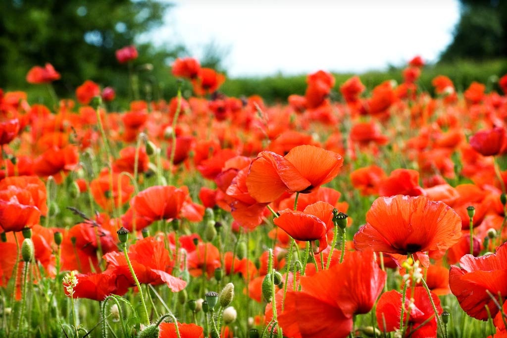 [Poppy-Fields-3%255B3%255D.jpg]