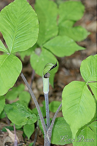 [JackinthePulpit_May26%255B8%255D.jpg]