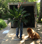 Are you sure you can handle that cycad all by yourself?