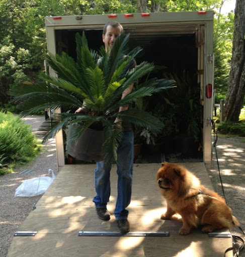 Are you sure you can handle that cycad all by yourself?