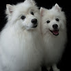 Pets_0610-7.jpg
