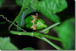 DSC_0142 DSC_0142