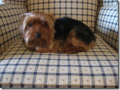 Grooming before and afters 022