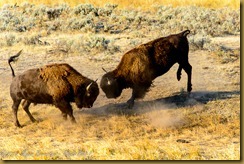 American Bison (Bison bison)