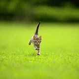 cats