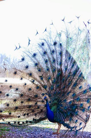 [peacock-19477%255B2%255D.jpg]
