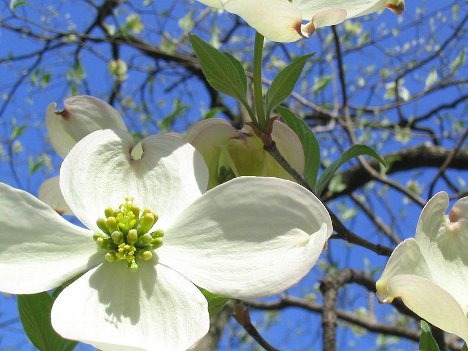 [flowering-dogwood-tree7.jpg]