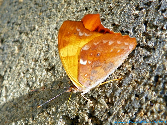 Lépidoptères de Pitangui au Minas Gerais - Temenis laothoe meridionalis EBERT, 1965. Pitangui (MG, Brésil), 12 mars 2011. Photo : Nicodemos Rosa