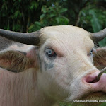 DSC_0712 - Copie.JPG