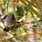 Anna's Hummingbird