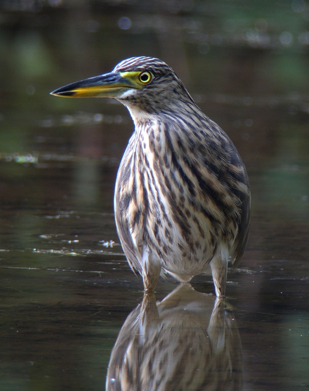 [Indian%2520Pond%2520Heron%2520Ad%255B7%255D.jpg]