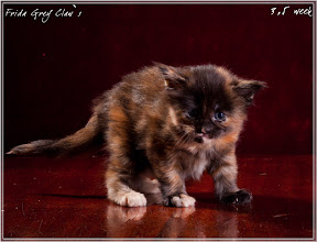 Фото котенка мейн-кун Frida возраст 3,5 недели | Питомник Grey Claw`s