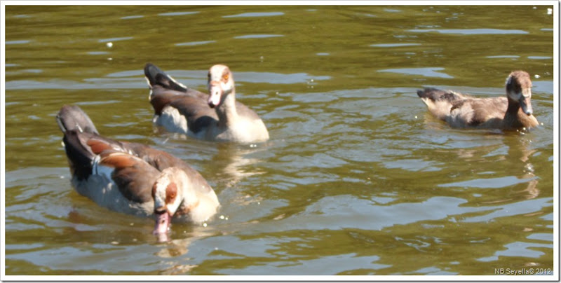 SAM_1816 Egyptian Goose