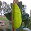 भारतीय रबर वृक्ष ( Indian Rubber Plant )