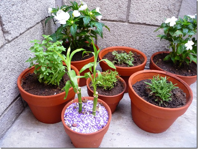 Mis plantas (2) Mis plantas (2)
