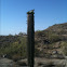 Saguaro cactus