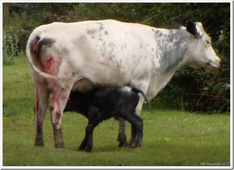 SAM_1626 New born SAM_1626 New born