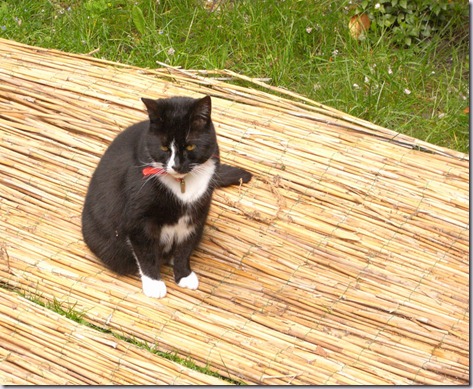 muis muis