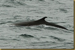 Whale Watch  _ROT3838   NIKON D3S June 02, 2011