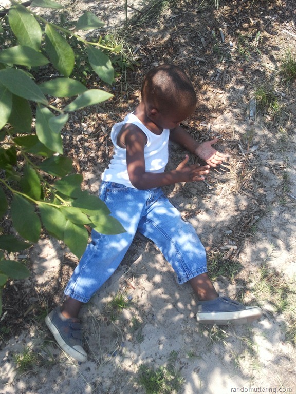 [berrypicking2%255B9%255D.jpg]
