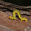 Linden looper (larvae)