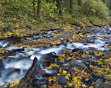 Honorable Mention - Rich Sherman for "Autumn in the Gorge"