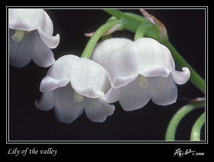[lily_of_the_valley_02%255B3%255D.jpg]