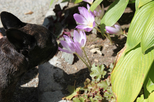 While these flowers, which look a lot like crocus, and are often called fall crocuses, are actually Colchicum and are part of the lily family.