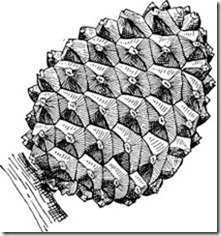 pinecone