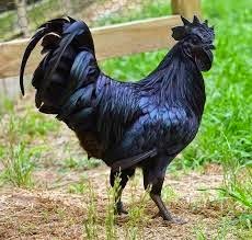 [black%2520chicken%255B6%255D.jpg]