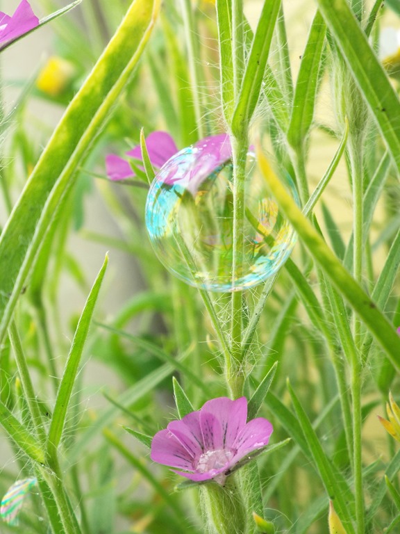 [wildflowers-bubbles3.jpg]