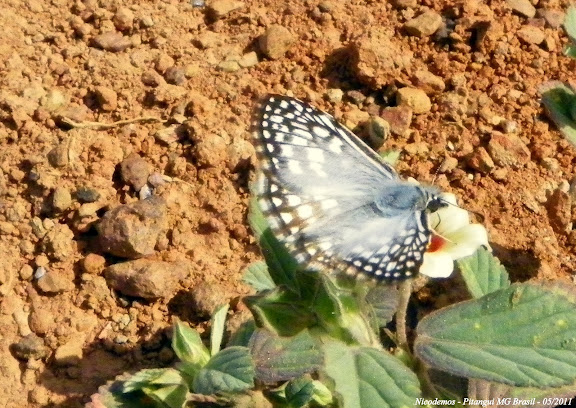 Lépidoptères de Pitangui au Minas Gerais - Hesperiidae : Pyrgus orcus (STOLL, 1780), mâle. Pitangui (MG, Brésil), 4 mai 2011. Photo : Nicodemos Rosa