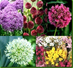 Allium Collection