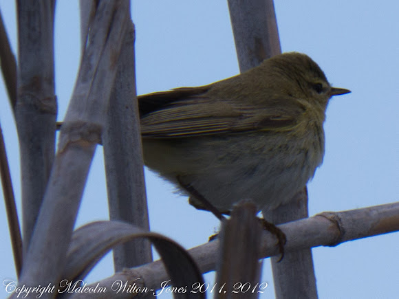 Spotting Image 1
