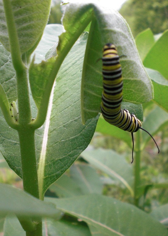 [Caterpillar-on-Milkweed5.jpg]