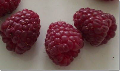 cropped berries