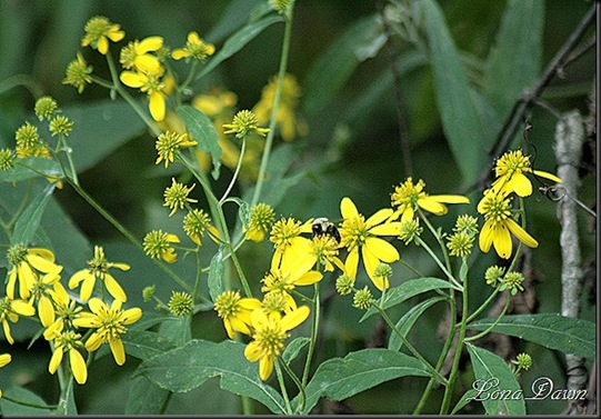 CC_GreenHeaded_Coneflower5_thumb[7]