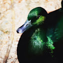 Black East Indies Duck