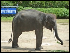 Thailand, Bangkok, Elephant and Crocodile Farm, 5 September 2012, (2)