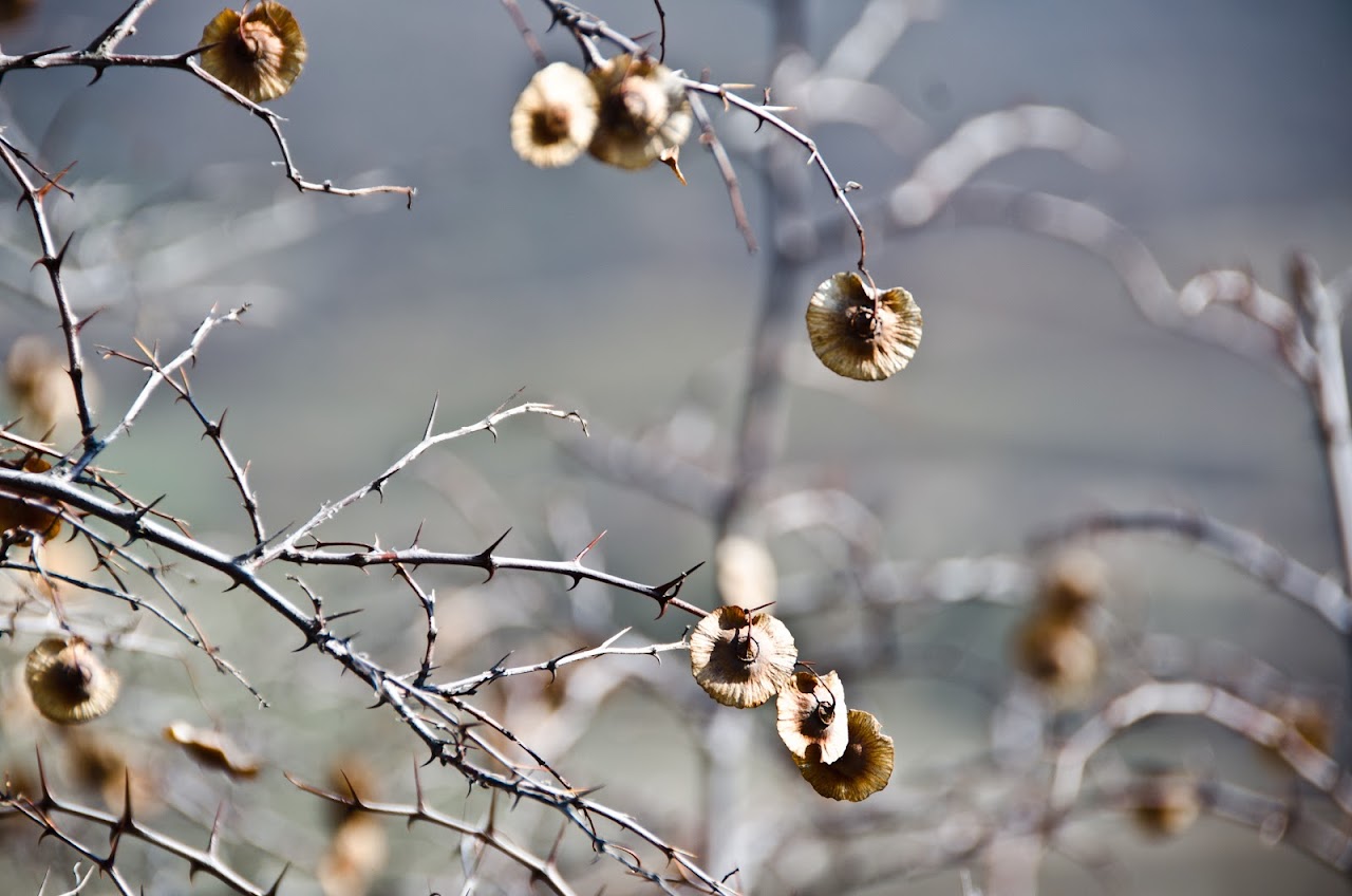 Bulgarian tree