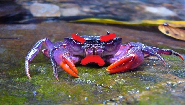 [-crab-%2520-%2520Copy%255B7%255D.jpg]