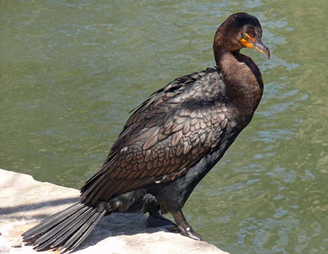 San Antonio Park Cormorant
