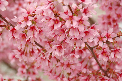 アパートに咲いてた桜