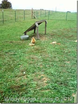 Garden Update - Chickens (1) Garden Update - Chickens (1)
