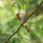 Ashy Tailorbird