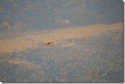 water-strider