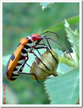 Dysdercus cingulatus - Bapak Pucung - Red Cotton Bug  2